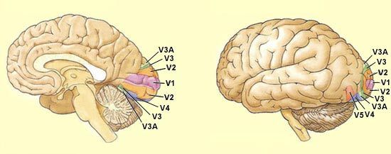 Illustration of a brain with annotations and arrows pointing to various parts of the visual cortex